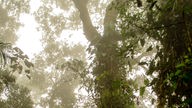 Eiche der Spezies Quercus Humboldtii in Kolumbien.