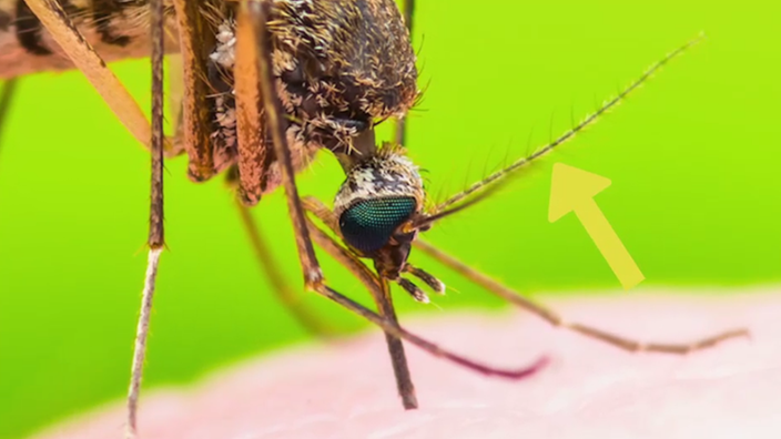 Warum werden manche Menschen häufiger von Mücken gestochen als andere?