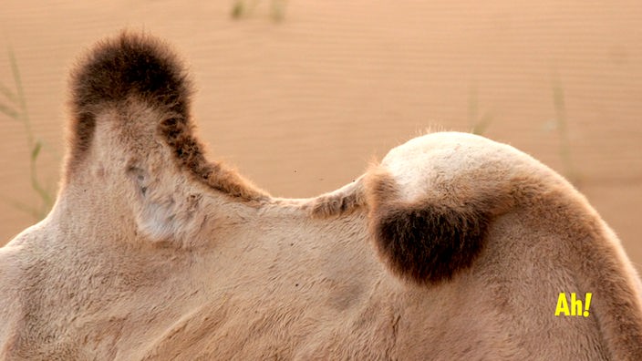 Warum haben Kamele Höcker?