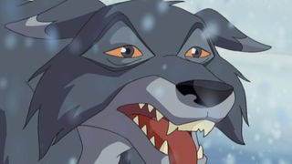 Ein Wolf zeigt seine Zähne.